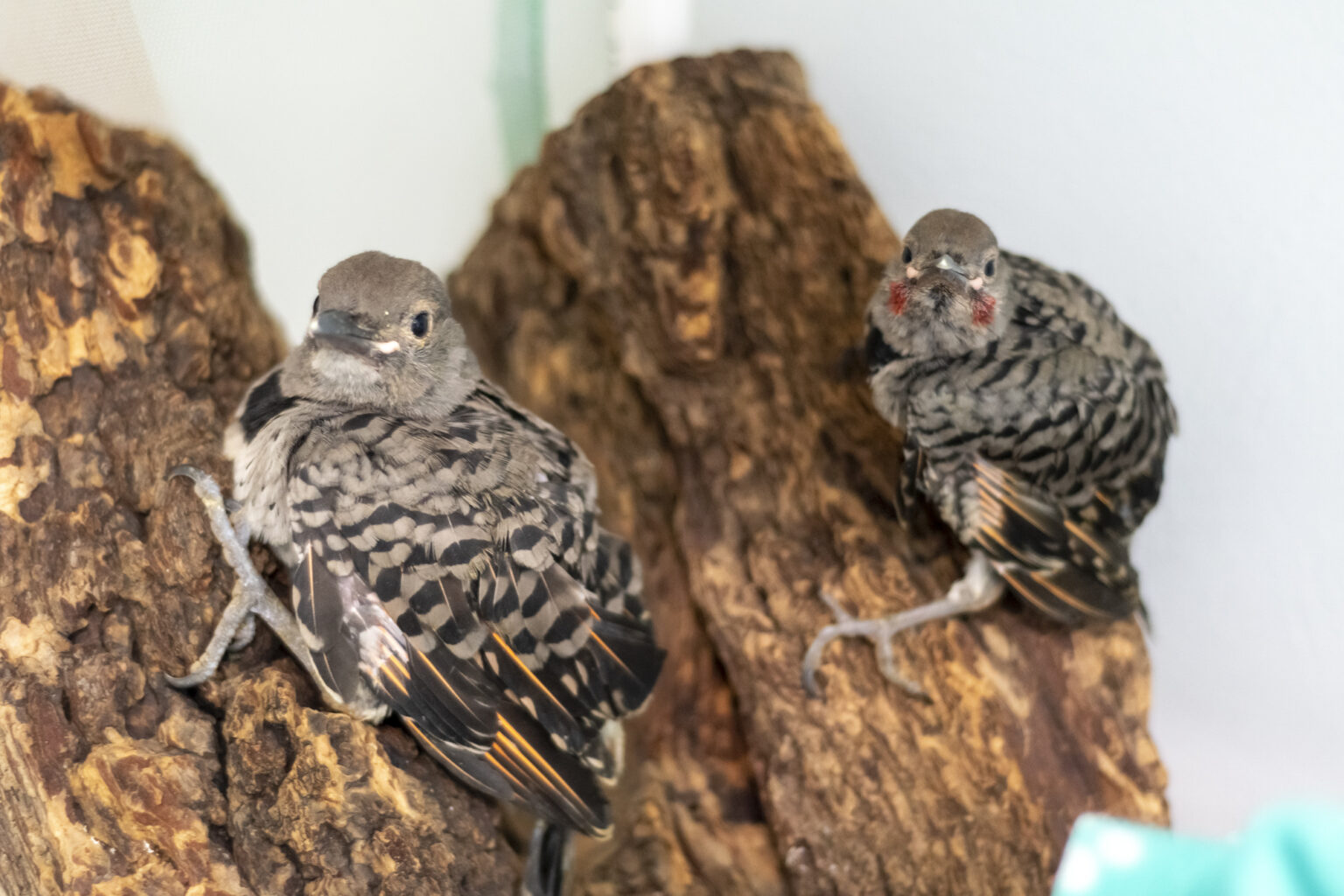 Climate Change Effects on Albertan Avian Populations
