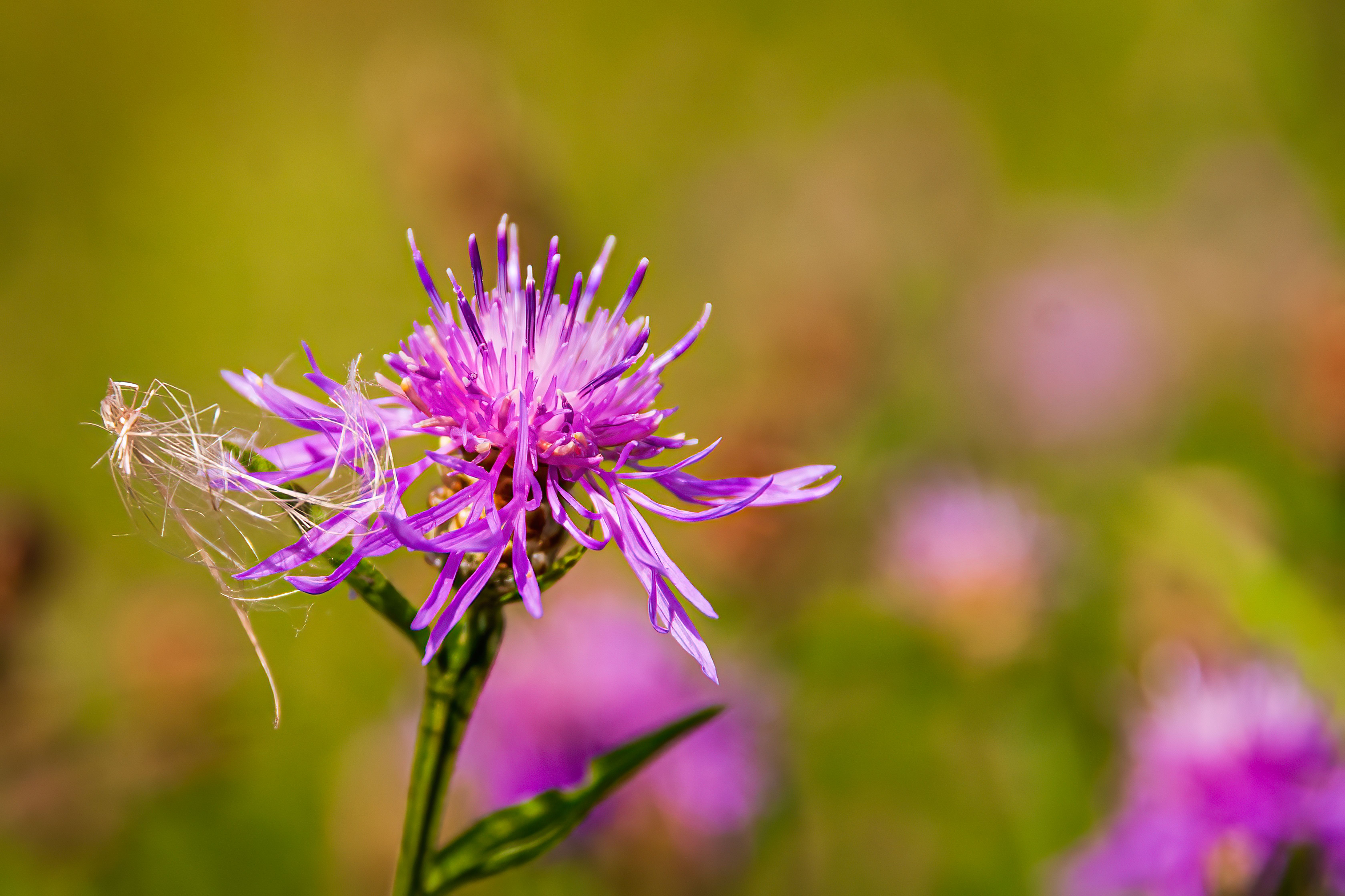 Conserving At-Risk Wildflowers from Invasive Species